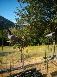 Piccioni addestrati su racchetta