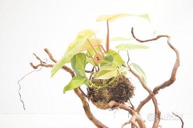 Kokedama Painted Lady