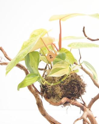 Kokedama Painted Lady