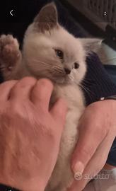 Scottish streight color point