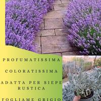 PIANTE DI LAVANDA OFFICINALIS