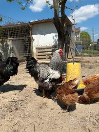 Gallo si bramha