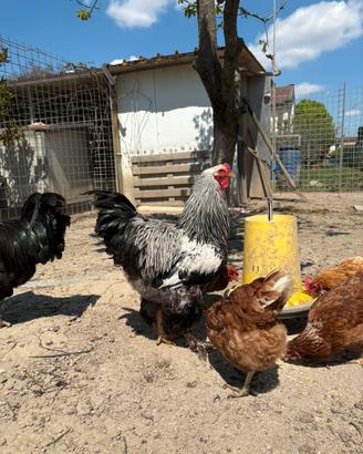 Gallo si bramha