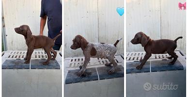 Cuccioli di bracco tedesco kurzhaar