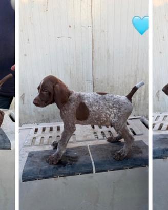 Cuccioli di bracco tedesco kurzhaar