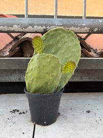 CACTUS A PALA DI FICO D’INDIA
