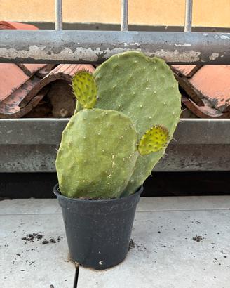 CACTUS A PALA DI FICO D’INDIA