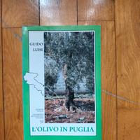 l'olivo in Puglia 