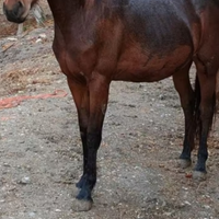 Cavallo