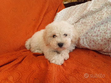 Cuccioli barboncino Toy bianco