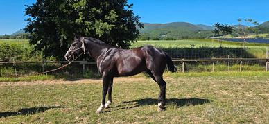 Cavallo