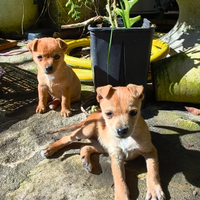 Cuccioli piccola taglia