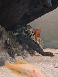 Svendita ancistrus neri sp e albinj