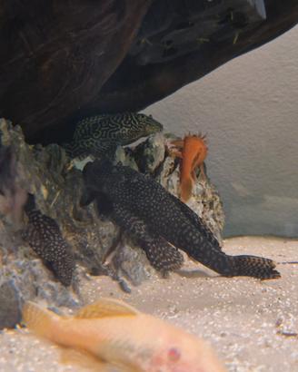 Svendita ancistrus neri sp e albinj