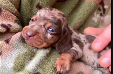 Bassotti Choco merle