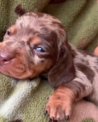Bassotti Choco merle