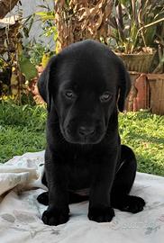 ULTIMA CUCCIOLA FEMMINA DI LABRADOR NERA