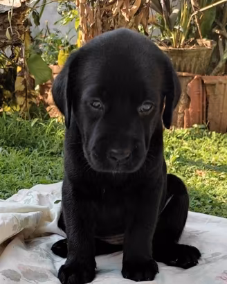 ULTIMA CUCCIOLA FEMMINA DI LABRADOR NERA