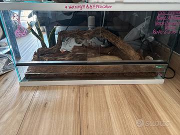 terrario/teca/rettilario