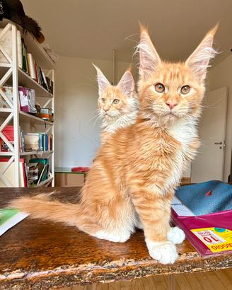 Cuccioli di razza Maine Coon