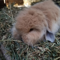 Conigli fuzzylop e angora inglesi