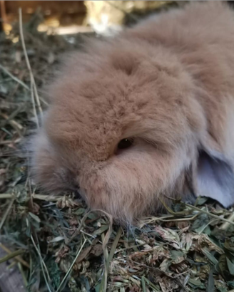 Conigli fuzzylop e angora inglesi