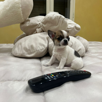 Chihuahua femmina pelo raso linea coreana 70gg