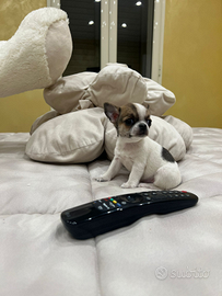 Chihuahua femmina pelo raso linea coreana 70gg