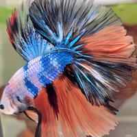 Betta splendens maschi e femmine tutte le varietà