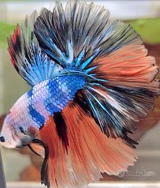 Betta splendens maschi e femmine tutte le varietà