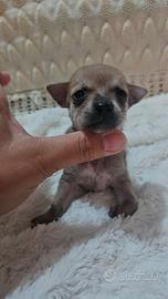 Chihuahua fulvo nano