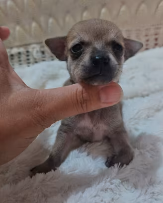 Chihuahua fulvo nano