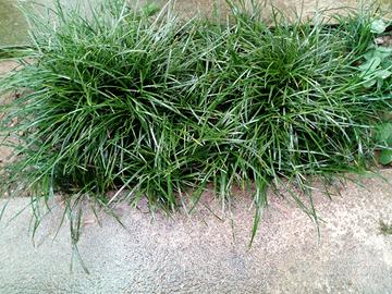 Erba Convallaria Japonica 3 piantine 1 euro