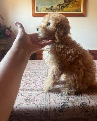 Barboncino femmina