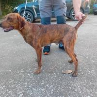 Segugio maremmano tigrato