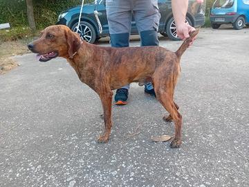 Segugio maremmano tigrato