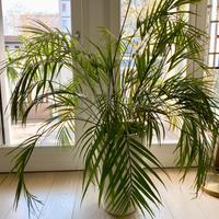 Pianta Palma di Areca da interno