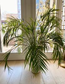 Pianta Palma di Areca da interno