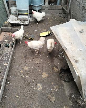 Galline livornesi