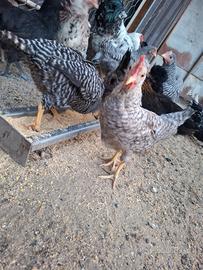 Galline pulcinotti