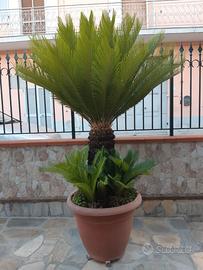 Cicas Gigante trentennale in vaso