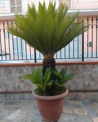 Cicas Gigante trentennale in vaso