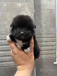 Cuccioli di maltipoo Toy da borsetta