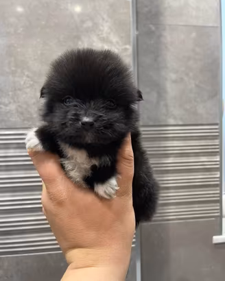 Cuccioli di maltipoo Toy da borsetta