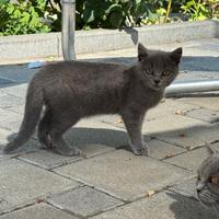 Gatti British