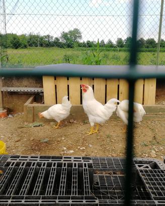 galli livornesi 