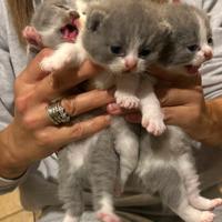 Cuccioli british shorthair