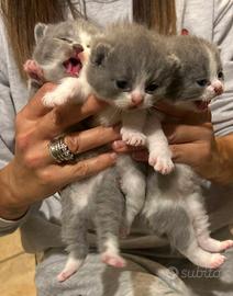 Cuccioli british shorthair