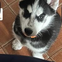 Cucciolo di Alaskan Klee Kai