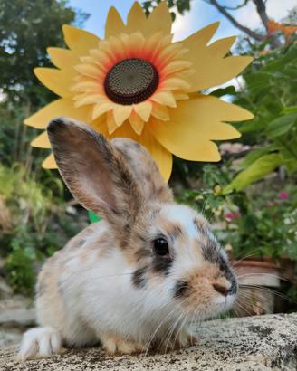 Coniglietta nana